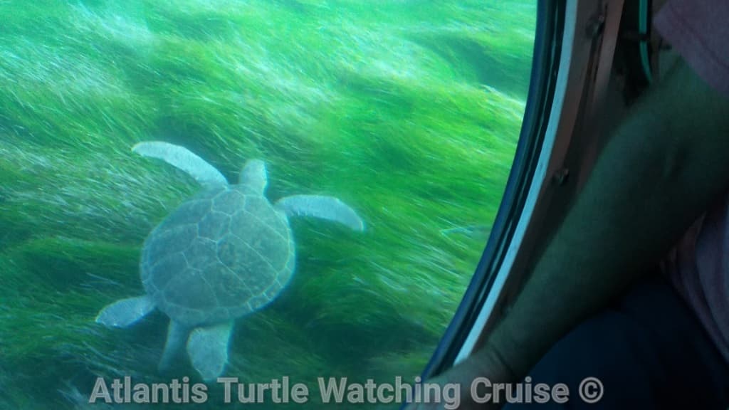 Green Turtle